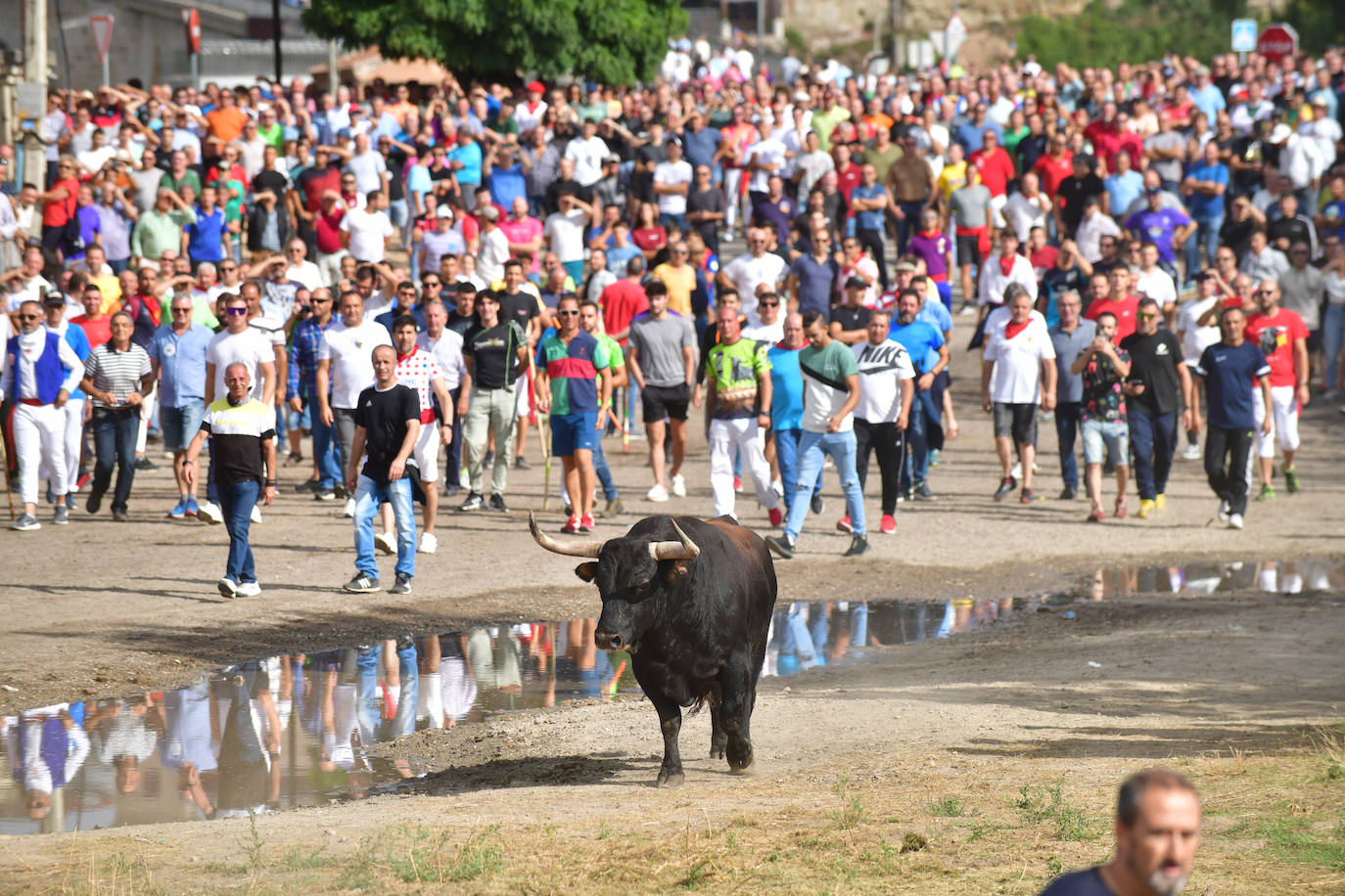 El Toro de la Vega siembra el pánico en Tordesillas