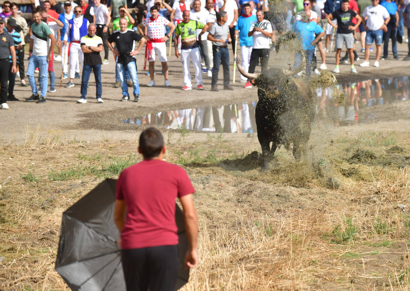 El Toro de la Vega siembra el pánico en Tordesillas