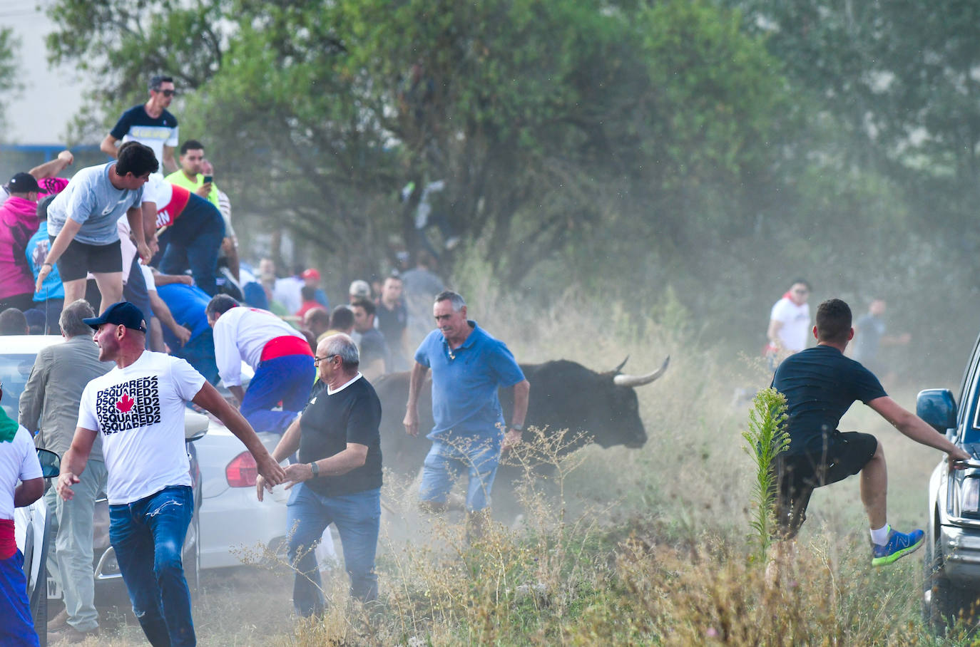 El Toro de la Vega siembra el pánico en Tordesillas