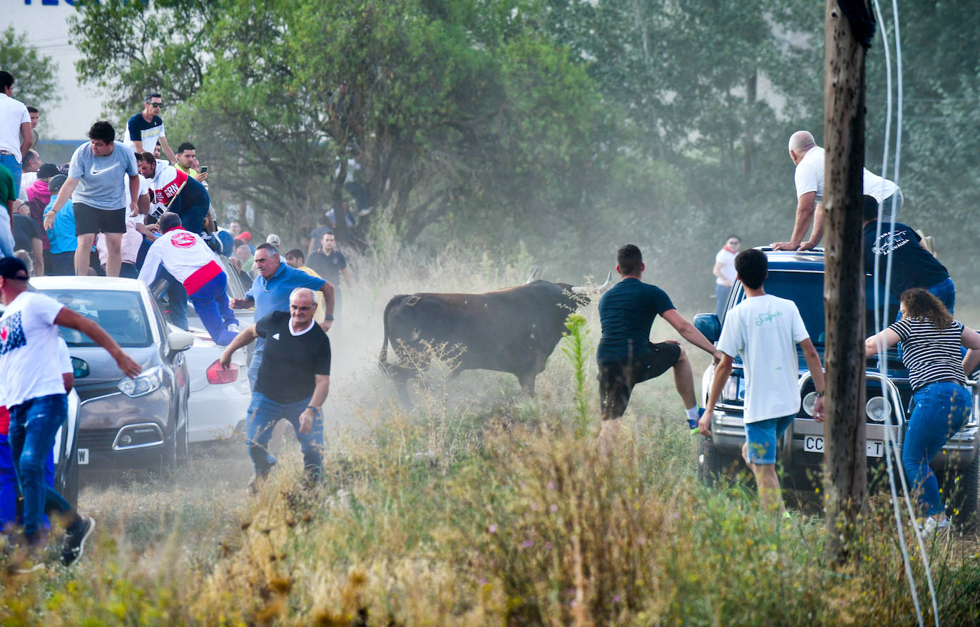 El Toro de la Vega siembra el pánico en Tordesillas