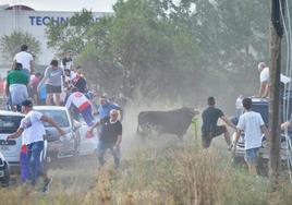 Unos aficionados huyen corriendo y otros se suben al techo de coches segundos después de que el Toro de la Vega se salga del recorrido.