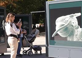 Una mujer toma una fotografía de uno de los paneles.