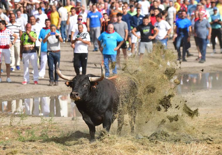 Uno de los momentos del Toro de la Vega de este año.