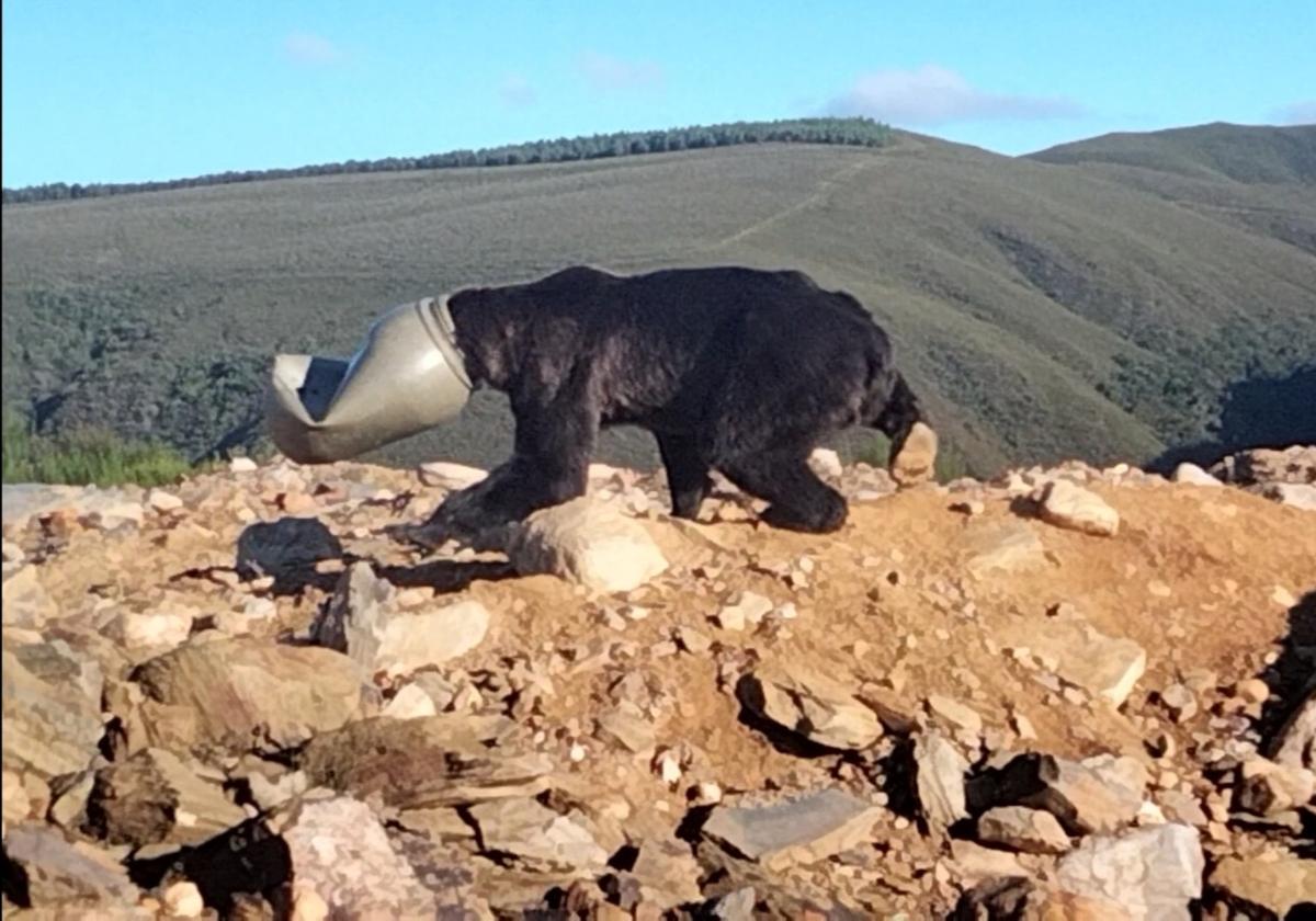 Salvan a un oso pardo que tenía la cabeza metida en un bidón