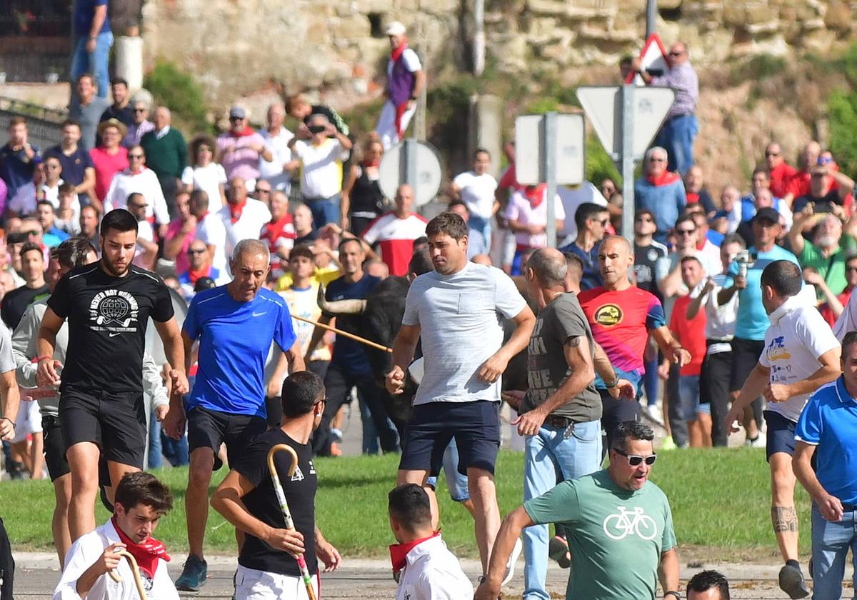 Varios mozos corren de un astado en Tordesillas durante la celebración del Toro de la Vega.