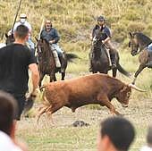 Entretenido encierro en Arrabal de Portillo ante una multitud de personas