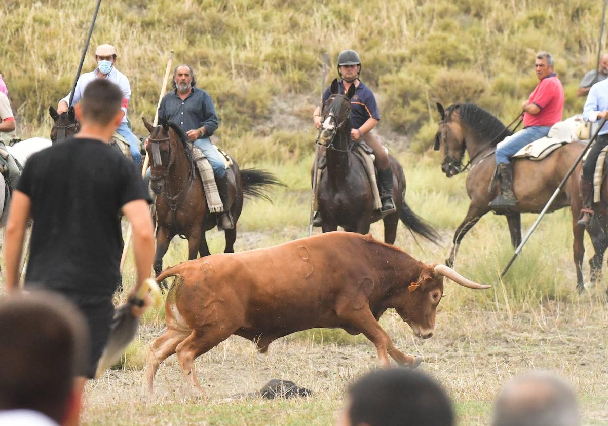 Un momento del encierro celebrado hoy en Arrabal de Portillo.