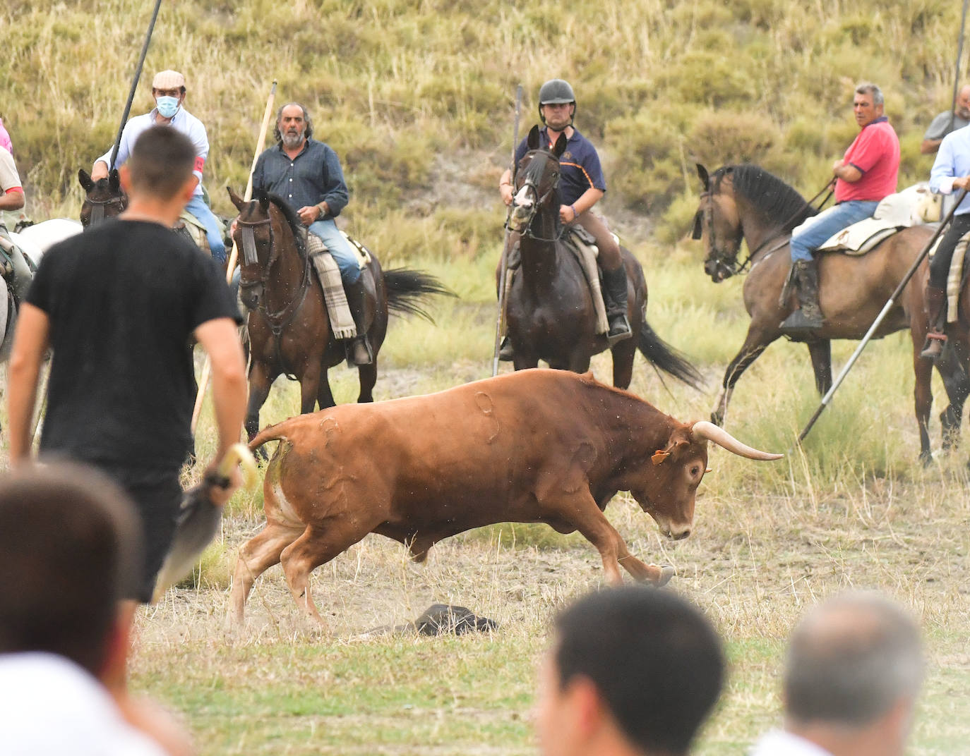 Las mejores imágenes del encierro de Arrabal de Portillo