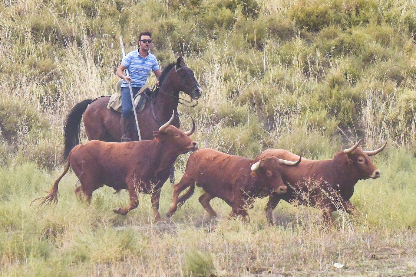 Las mejores imágenes del encierro de Arrabal de Portillo