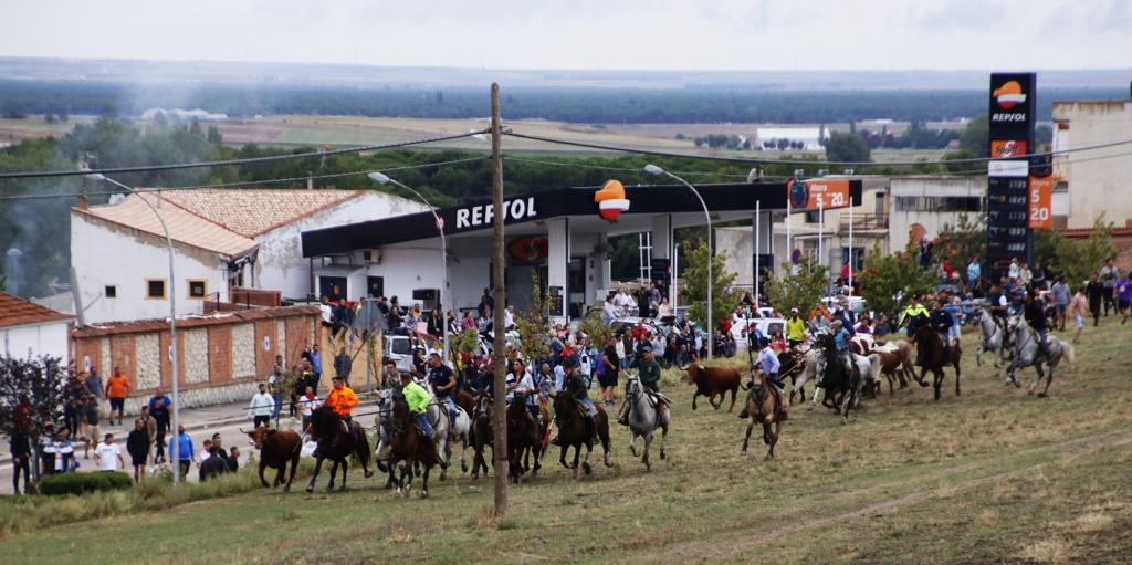 Las imágenes de los toros que se han escapado del encierro de Portillo