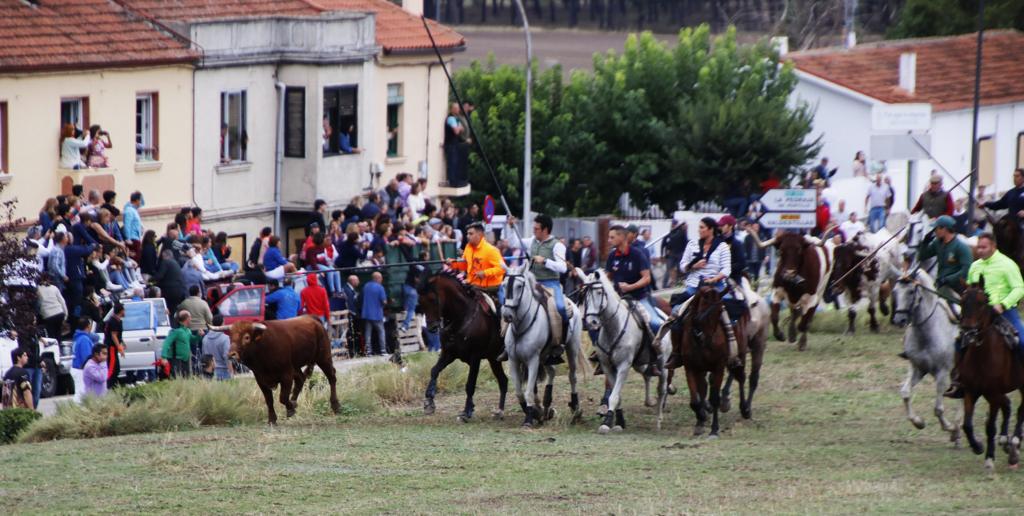 Las imágenes de los toros que se han escapado del encierro de Portillo