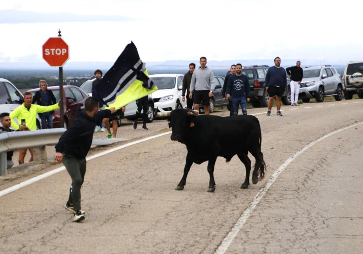 Las imágenes de los toros que se han escapado del encierro de Portillo