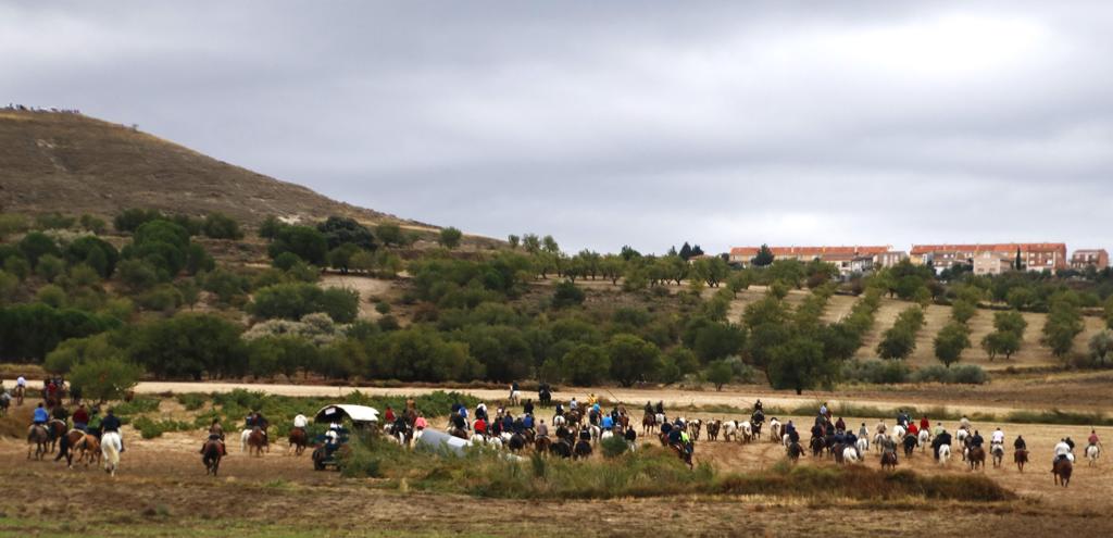 Las imágenes de los toros que se han escapado del encierro de Portillo