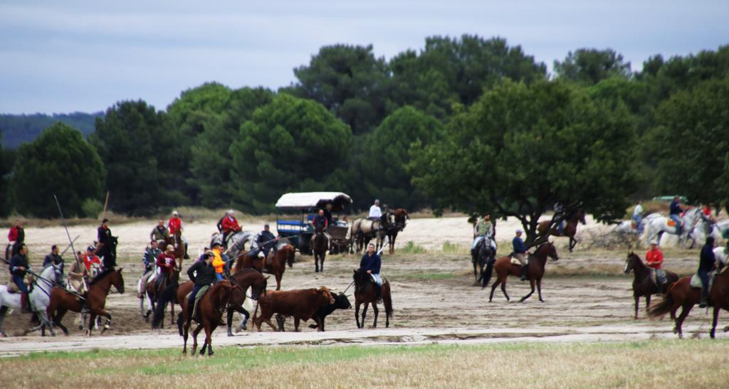 Las imágenes de los toros que se han escapado del encierro de Portillo