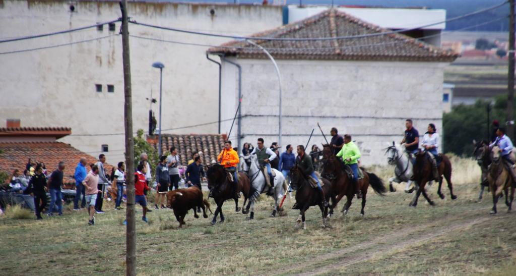 Las imágenes de los toros que se han escapado del encierro de Portillo