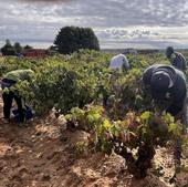 COAG pide a la AICA que actúe ante los precios «por debajo de coste» de la uva