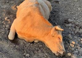 Una vaca muerta como consecuencia de la enfermedad.