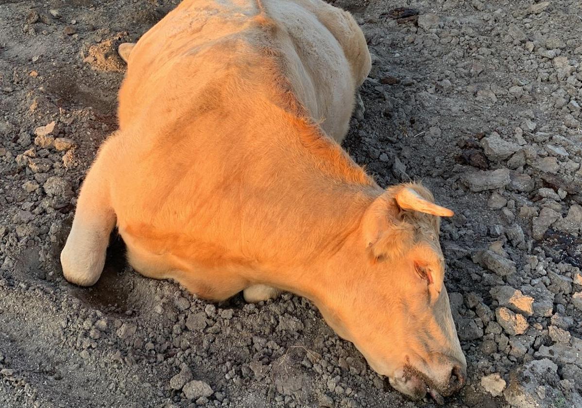 Una vaca muerta como consecuencia de la enfermedad.