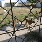 El abandono de perros sigue al alza y se acerca a cifras previas a la pandemia