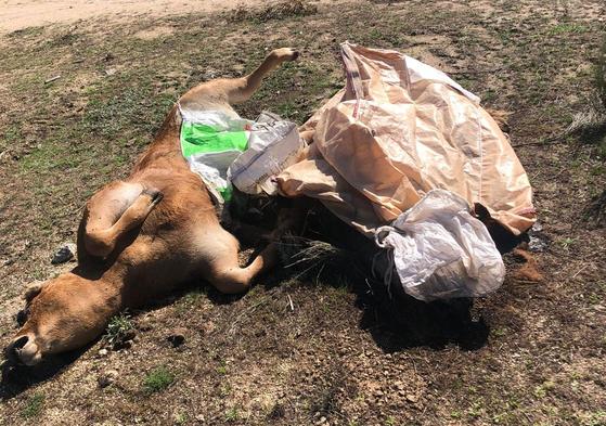 Las muertes de ganado se disparan el 25% en zonas con focos de EHE