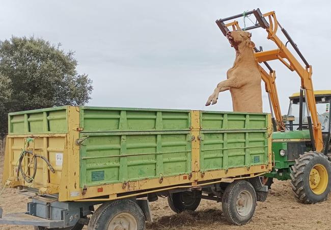 Un ganadero de la comarca de Ciudad Rodrigo, carga una vaca muerta por la EHE a un remolque para acercarla al lugar de la finca donde el camión la recogió once días después.