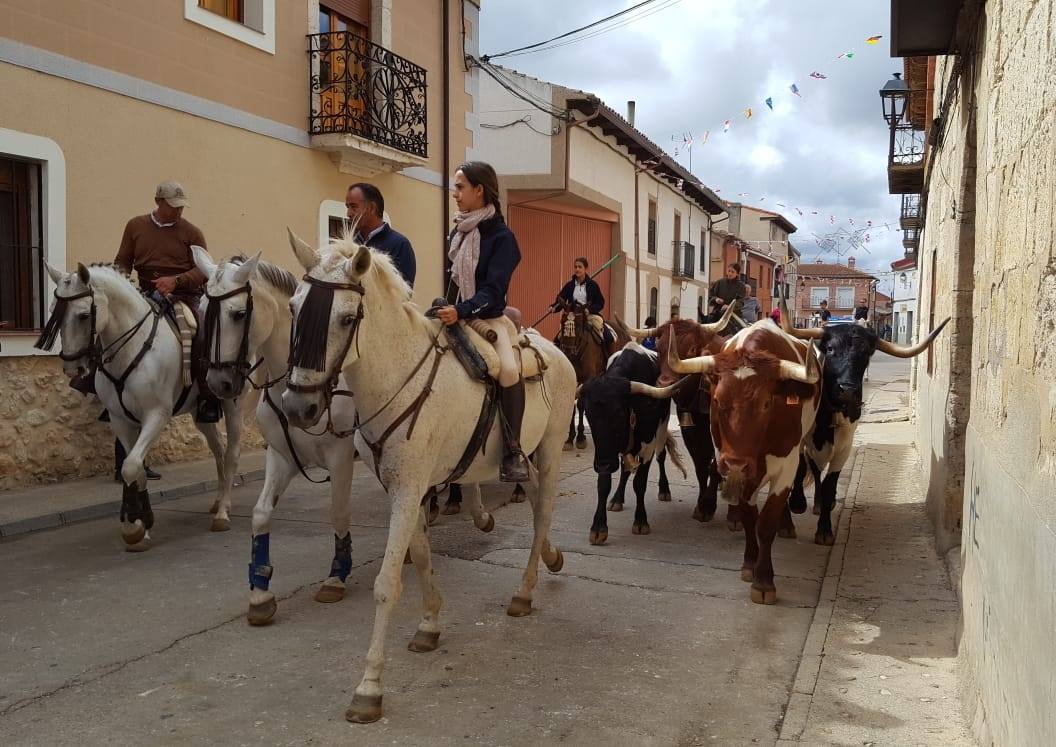 Los bueyes paseando por las calles del municipio