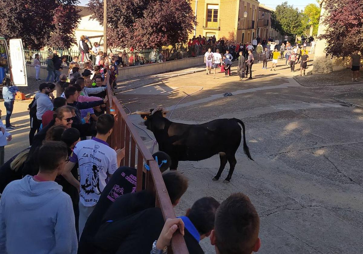 Palazuelo de Vedija celebra San Mauricio con una multitudinaria vaca enmaromada