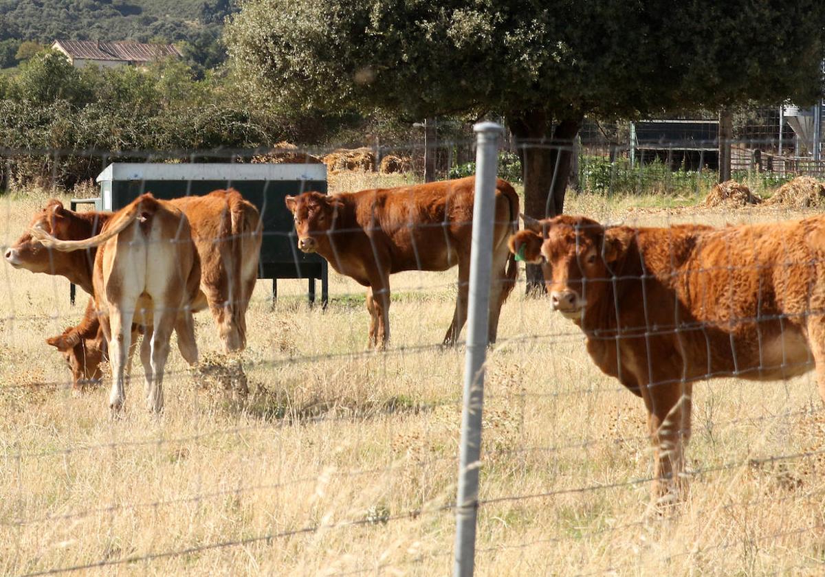 Vacas en un campo de la provincia de Segovia.