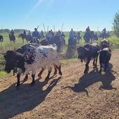 Mayorga celebra un entretenido encierro por el campo con numerosos caballistas