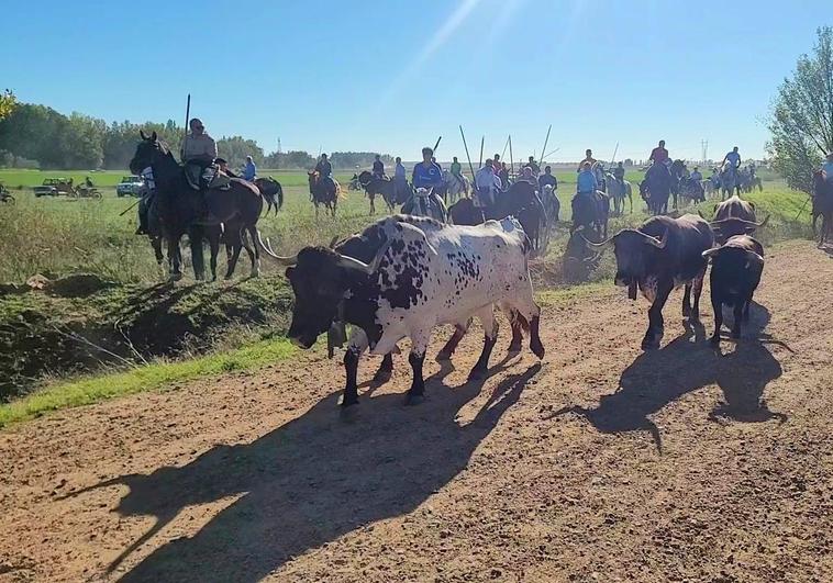 Los caballistas condujeron hasta el pueblo a uno de los novillos junto a los bueyes.