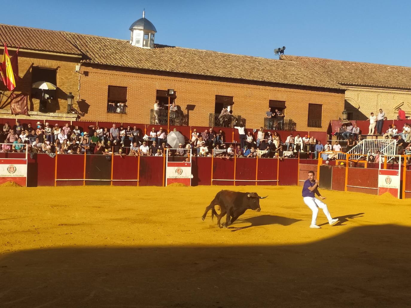 El Concurso de Cortes de Mayorga, en imágenes (III)