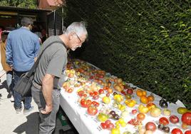 Muestra de variedades de tomate.