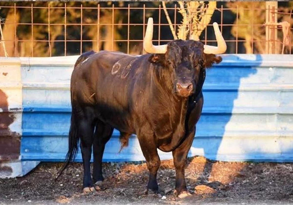 Toro adquirido por la Asociación Raíz Taurina para su suelta desde el cajón el sábado día 30.