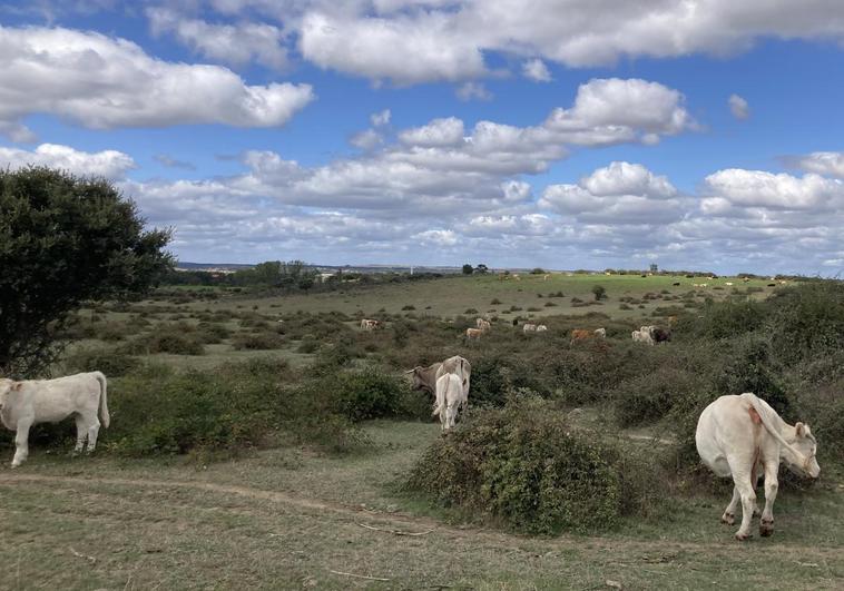 Las vacas aprovechan la hierba en una finca de Martiago, Salamanca.