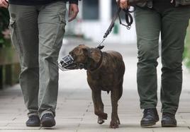 Un perro pasea con bozal y sujeto por su dueño con una correa.