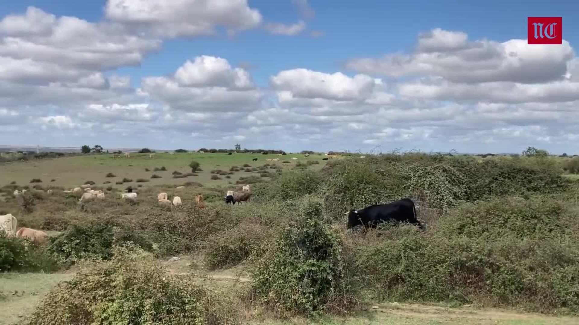 El tiempo en el campo de Castilla y León durante la semana del 25 de septiembre: más calor y más forraje tras las lluvias