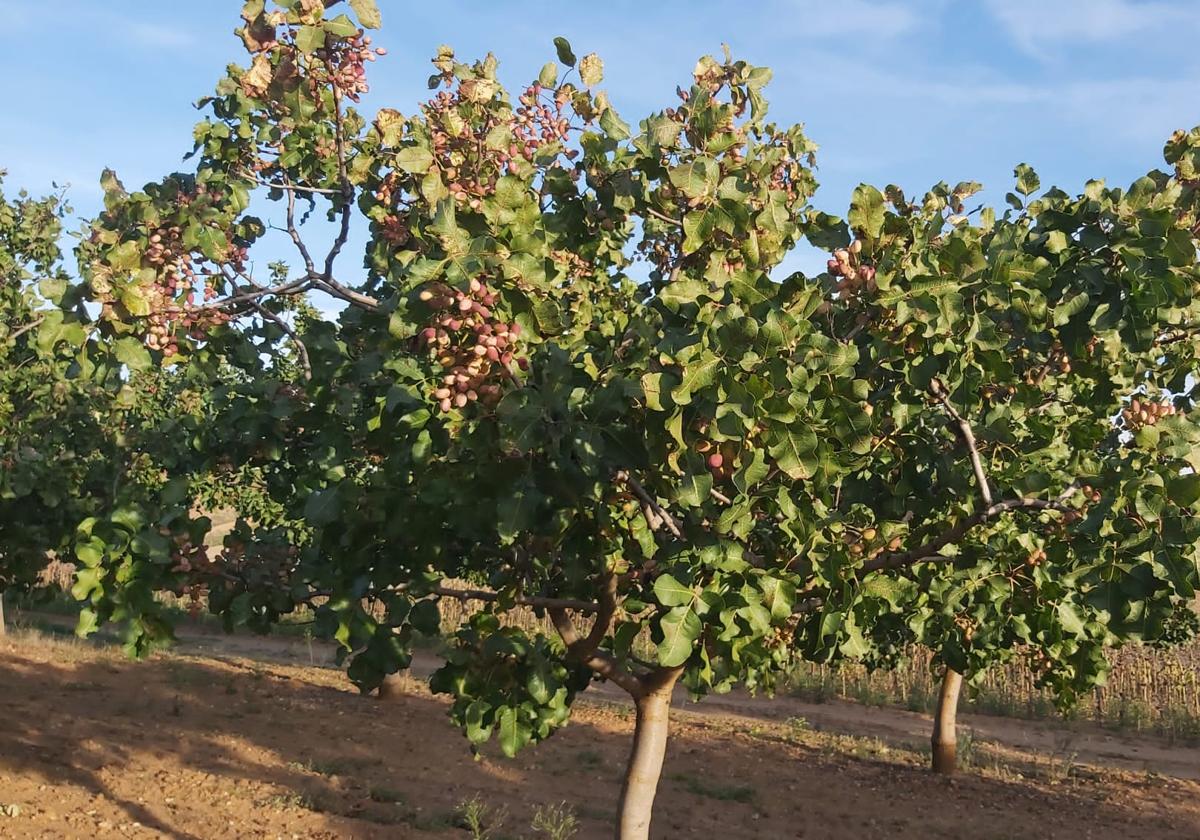 Árbol con pistachos que se recogerán a partir del próximo martes.