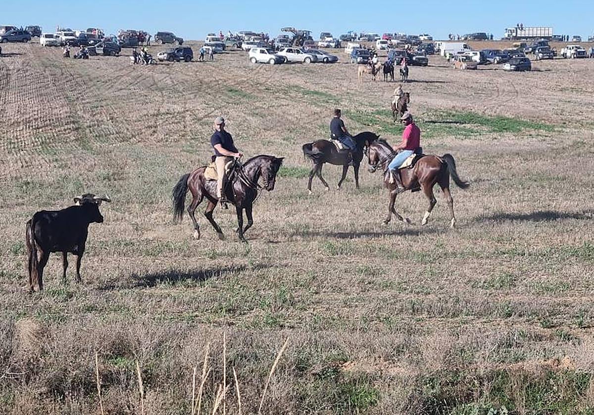 Un grupo de caballistas citan a uno de los astados del encierro en Bolaños.