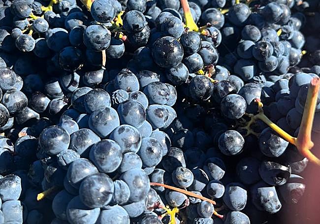 Una recogida durante la vedimia.