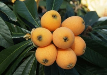 Níspero, fruta astringente con alto contenido en fibra