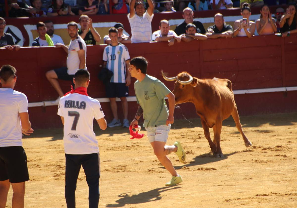 Probadilla con la vaquilla de la peña La Plaga.