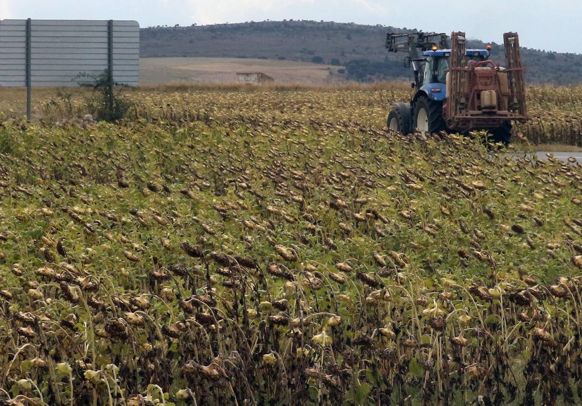 Un tractor, en un campo de girasoles de la provincia de Segovia.