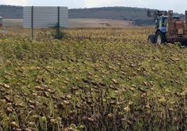 Un tractor, en un campo de girasoles de la provincia de Segovia.