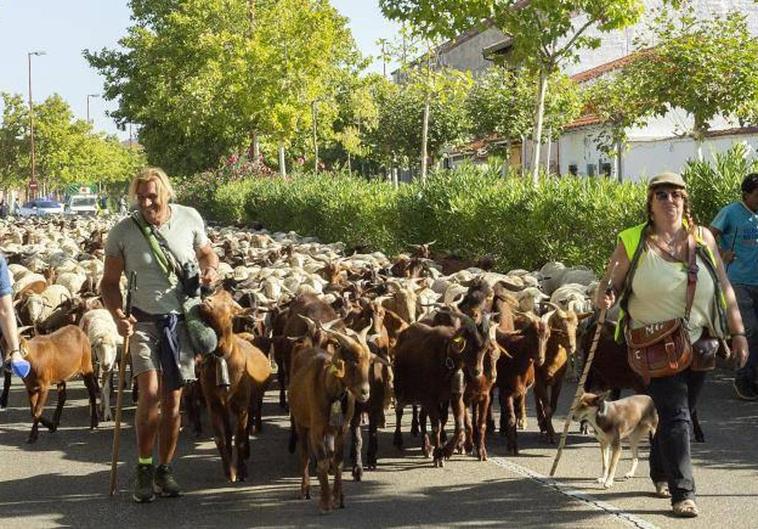 Un rebaño de 1.200 ovejas y cabras ha atravesado este jueves por la mañana Valladolid.