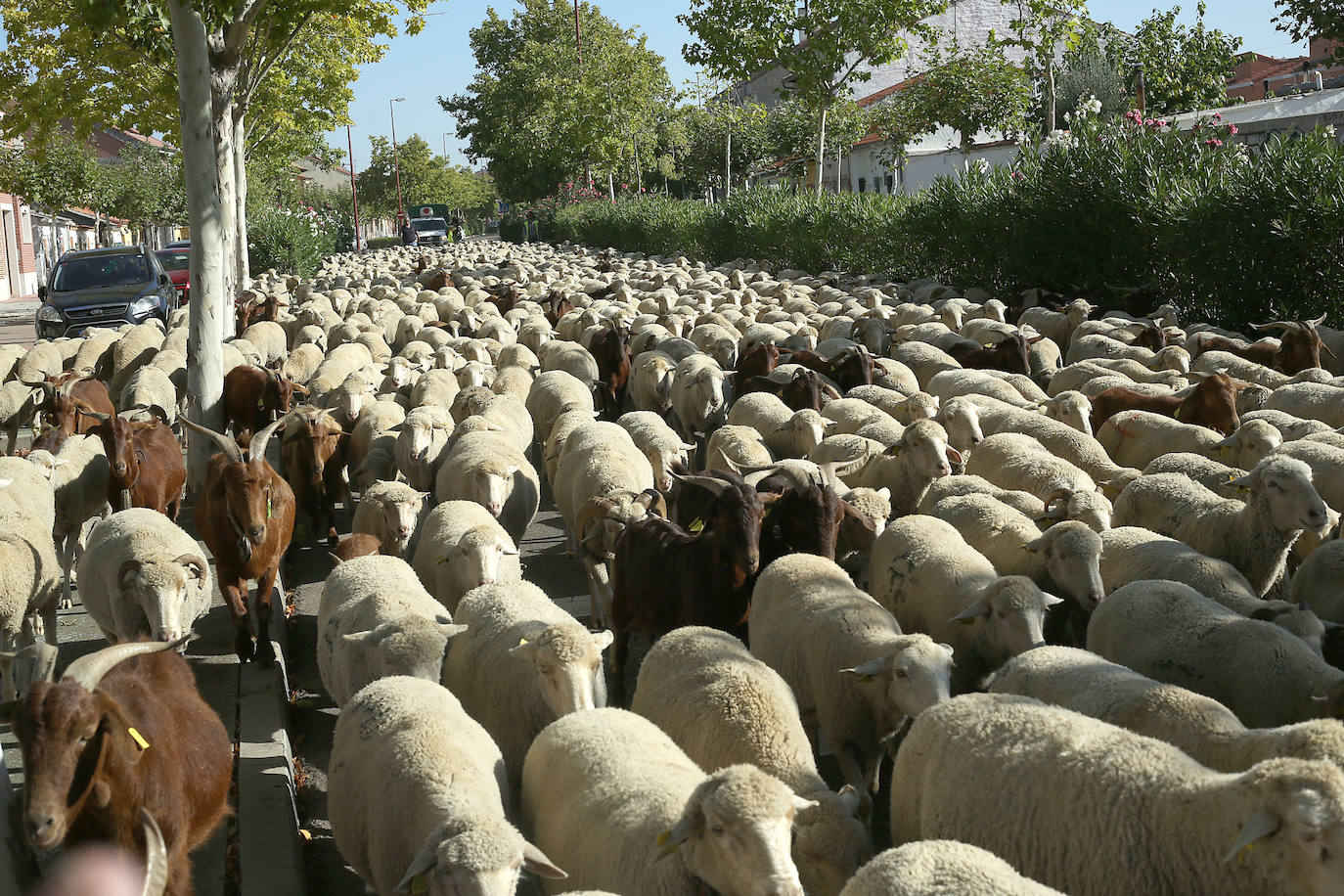 Miles de ovejas y cabras atraviesan Valladolid