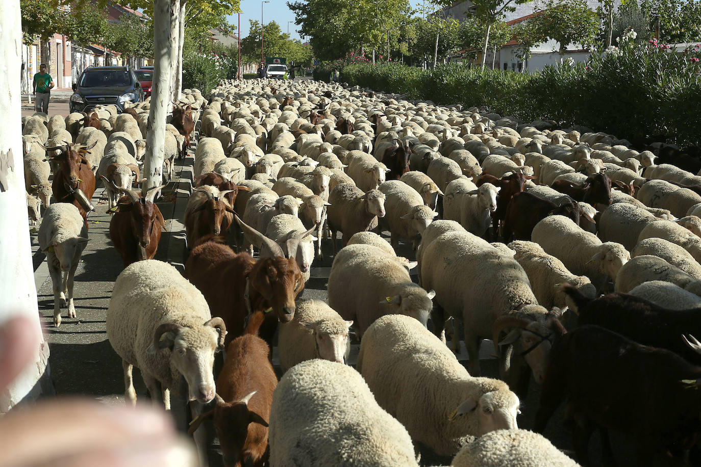 Miles de ovejas y cabras atraviesan Valladolid