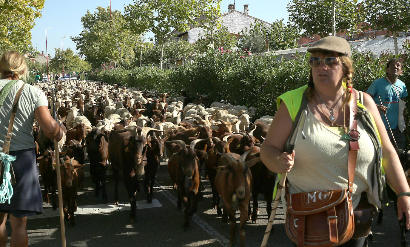 Miles de ovejas y cabras atraviesan Valladolid