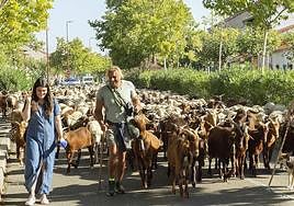 1200 ovejas y cabras atraviesan la Cañada Real de Valladolid