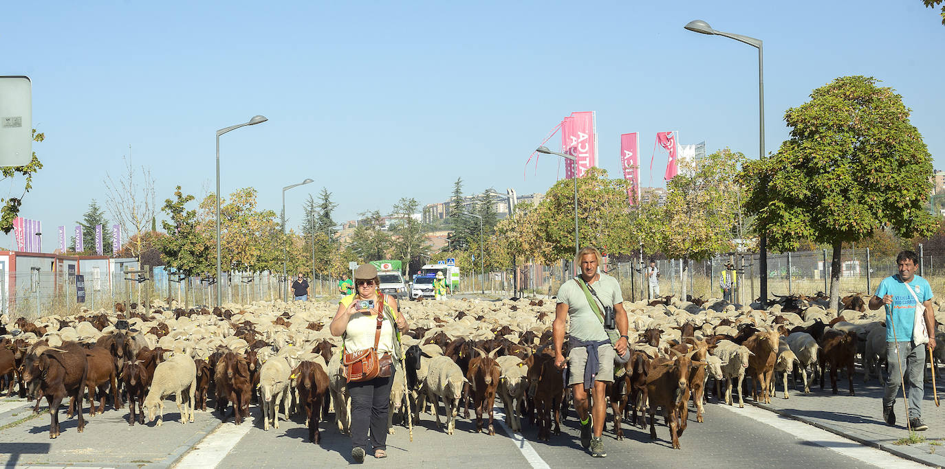 Miles de ovejas y cabras atraviesan Valladolid