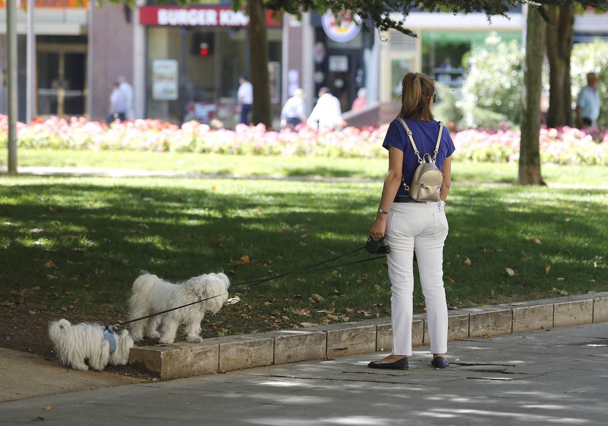 Una mujer pasea a sus perros.